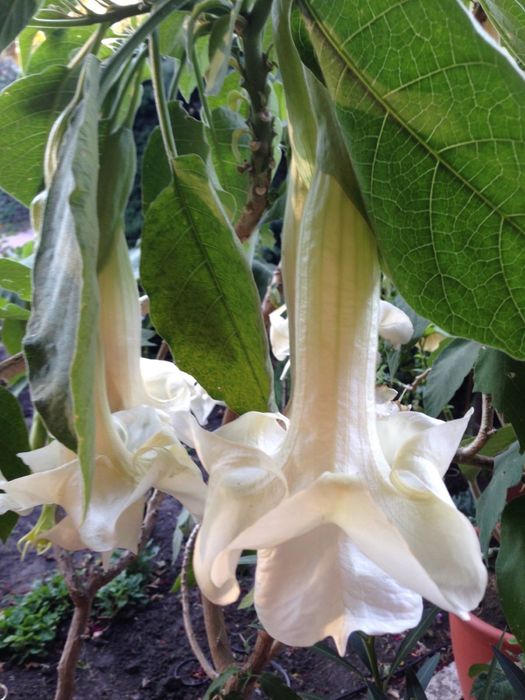 Бругмансия махровая белая розовая желтая