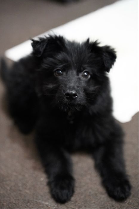 Цуценя дівчинка в добрі руки