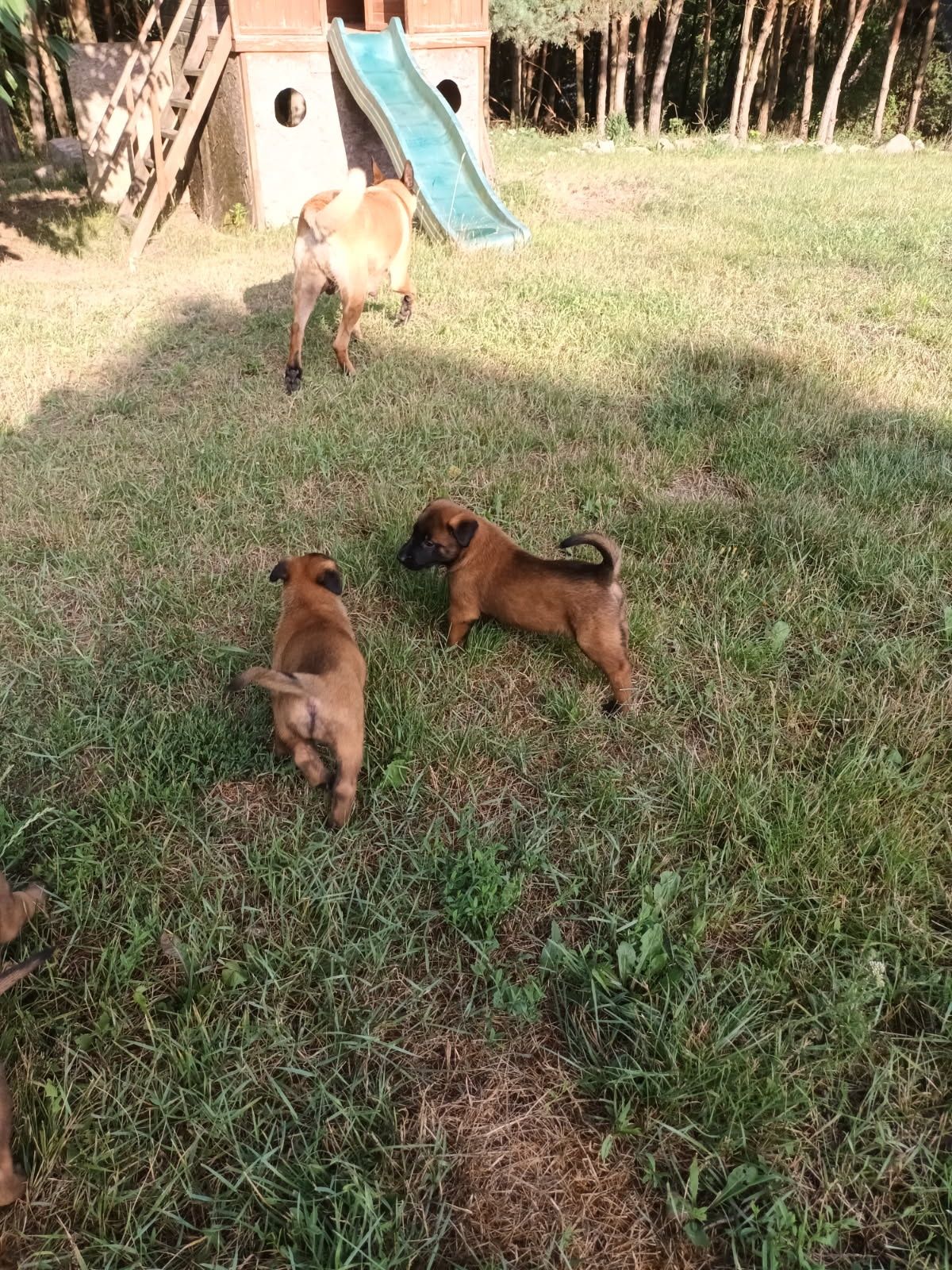 Owczarek belgijski malinois