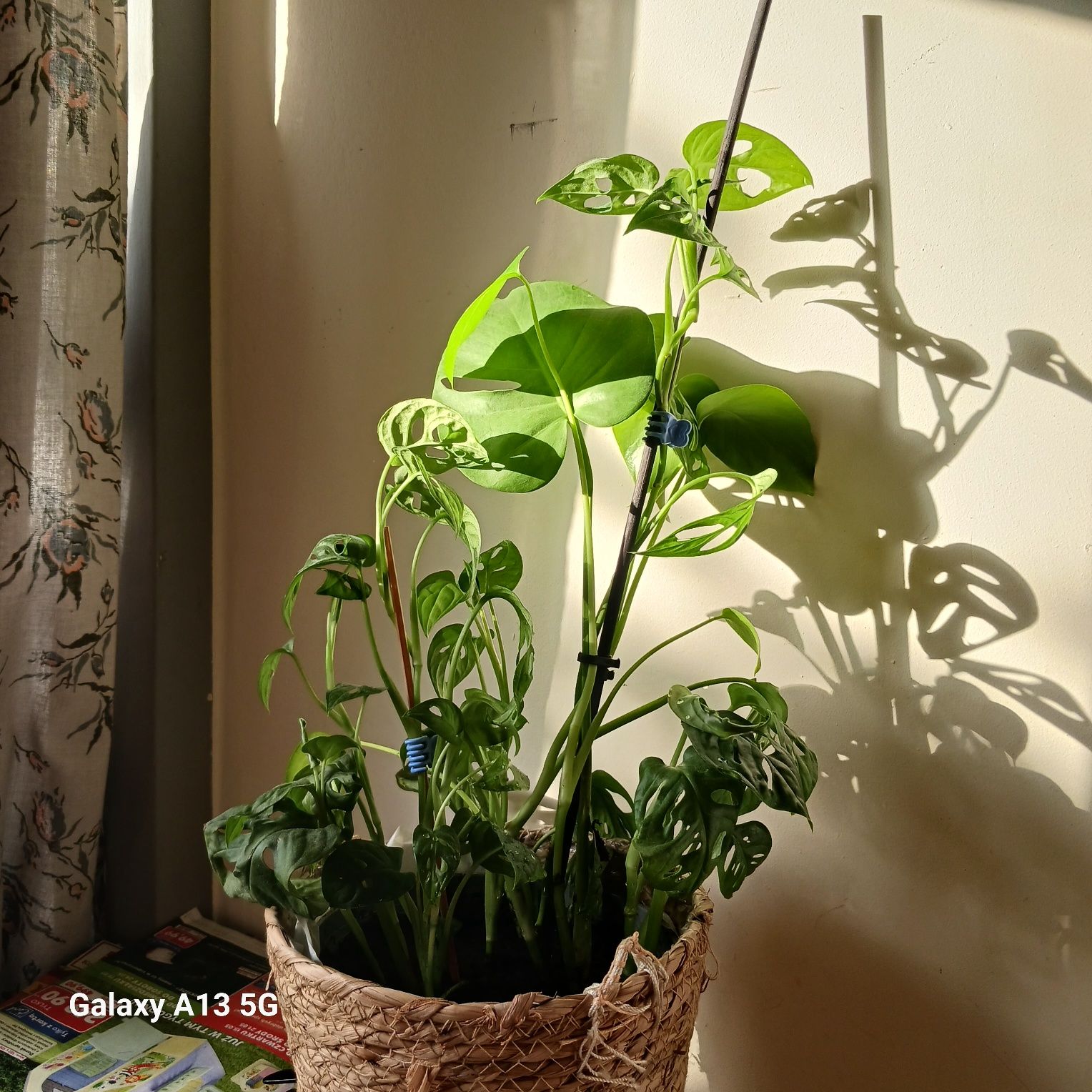 Monstera monkey mask