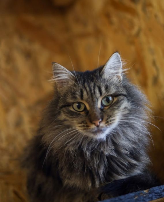 Брунхильда кошка пушистая полосашка 1 года
