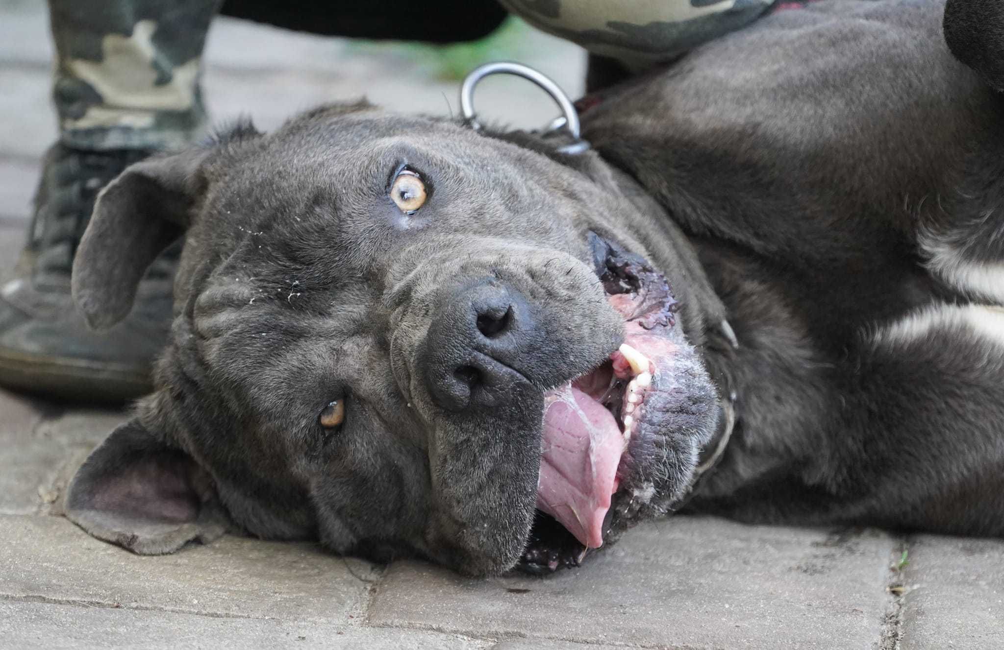 Filip w typie cane corso do adopcji.