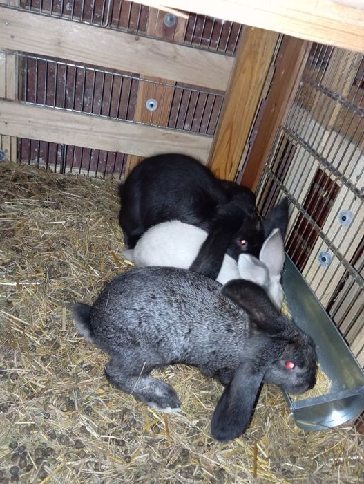 Sprzedam młode króliki