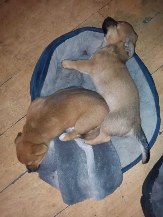 Oddam za darmo szczenięta