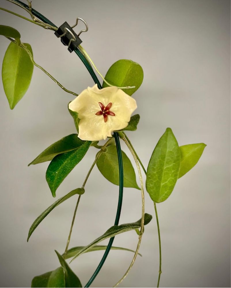 Хойя patella white