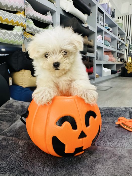 Bichon maltes  menina linda