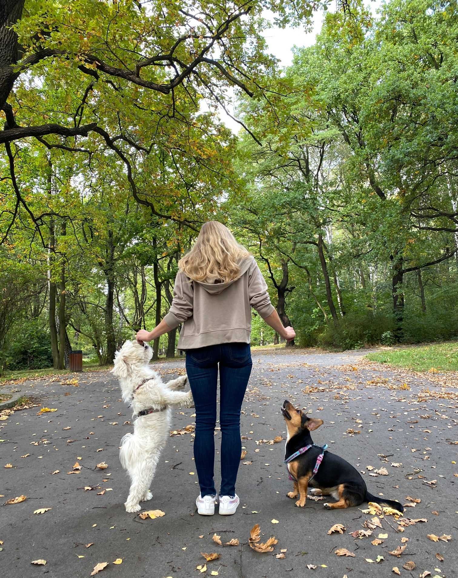 Szkolenie psów / behawiorysta / petsitter / Trener psów / Śląsk