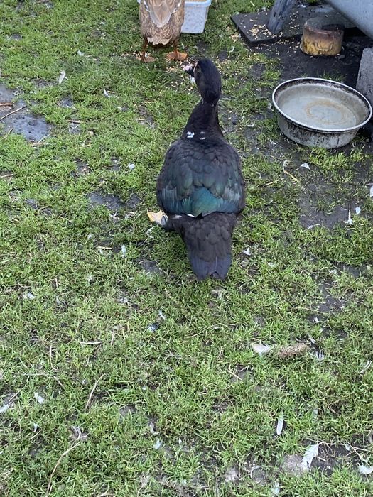 Kaczki francuskie piżmowe kaczor