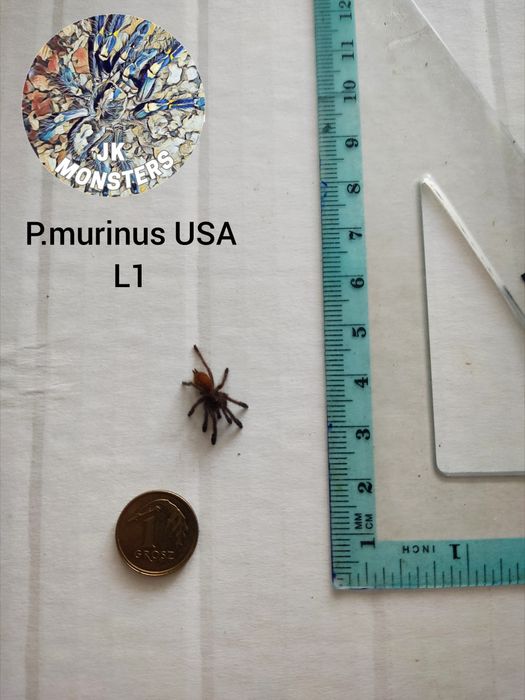 Pająk/Ptasznik Pterinochilus murinus USAMBRA +gratisy