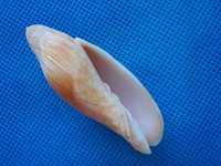 Muszle morskie- Volutoconus multiformis