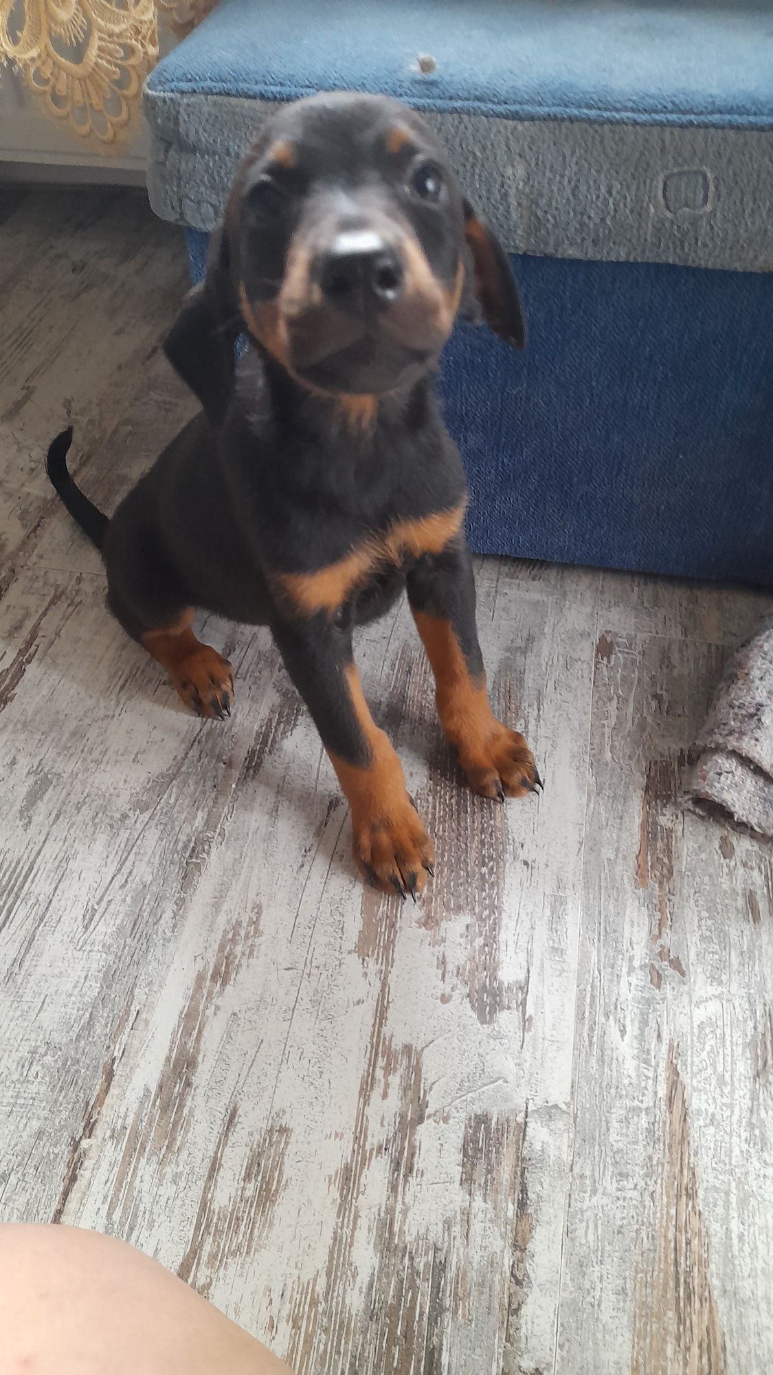 Doberman szczeniak rezerwacja