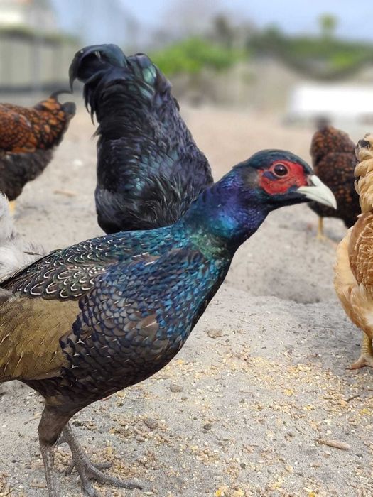 Faisões versicolor