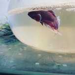 Betta juvenis disponíveis para venda