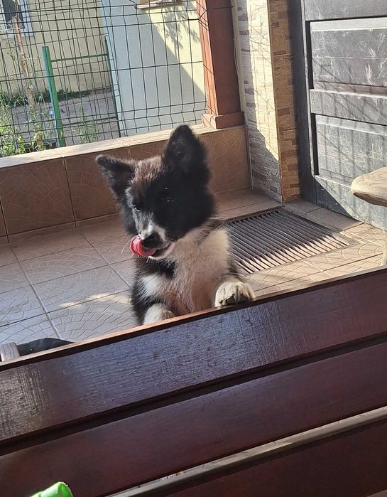 Piesek Border Collie ZKWP/FCI