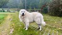 Zaginął duży biały pies MALMO