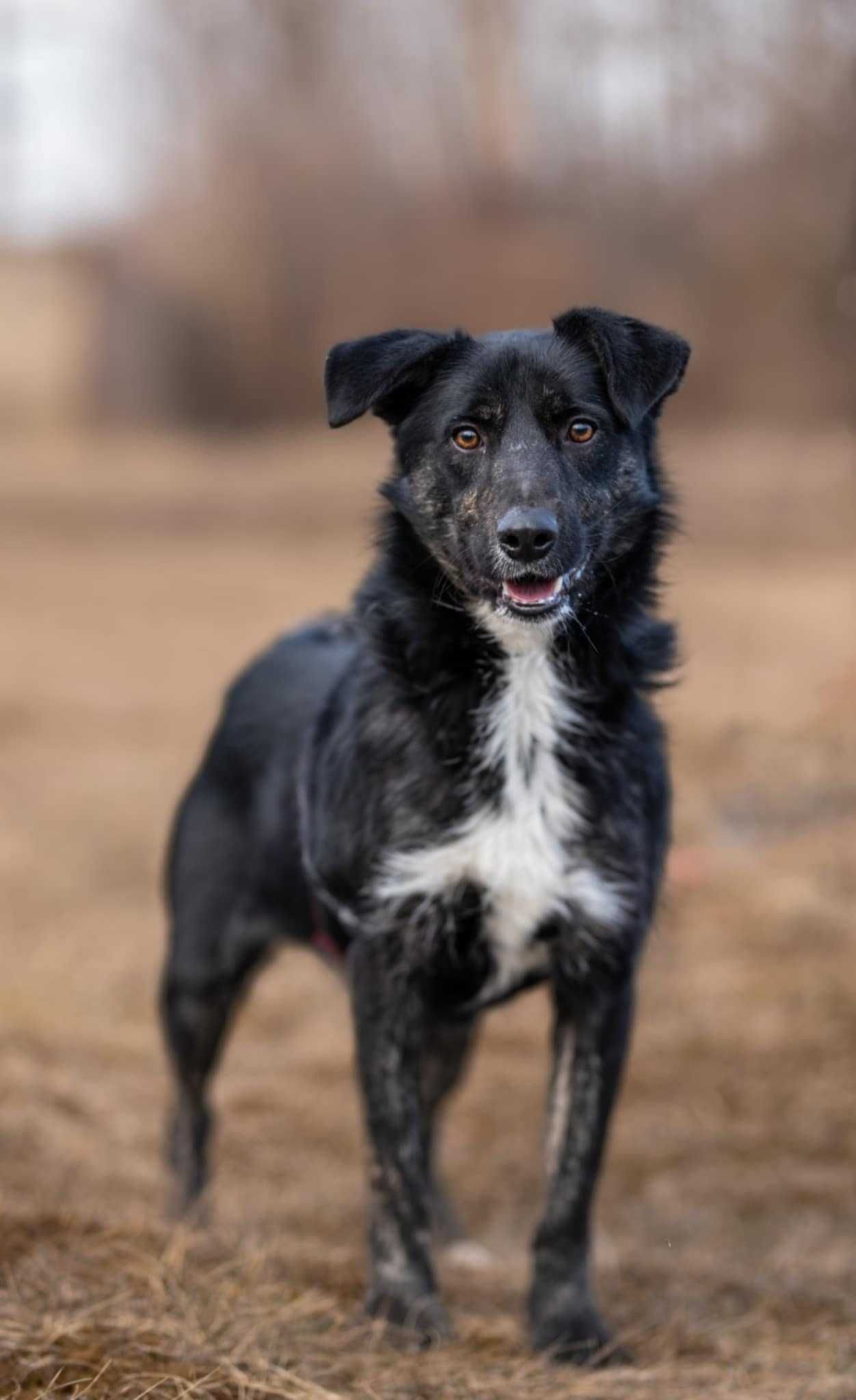 ZIBI uroczy psi dzieciak szuka domu 1rok 13kg adoptuj