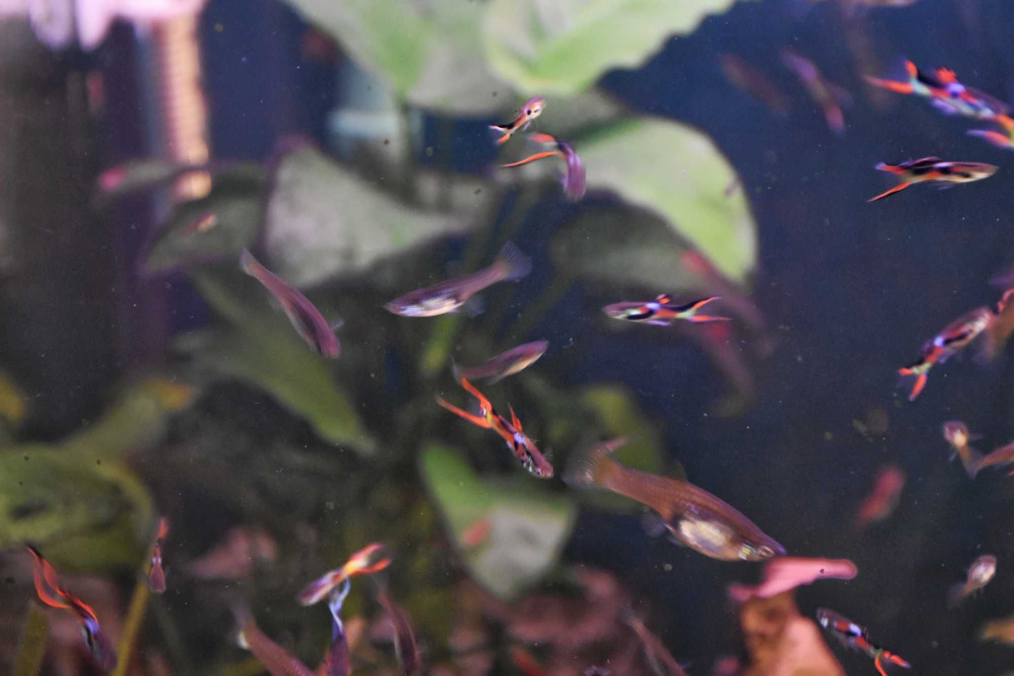 Peixes guppys endler