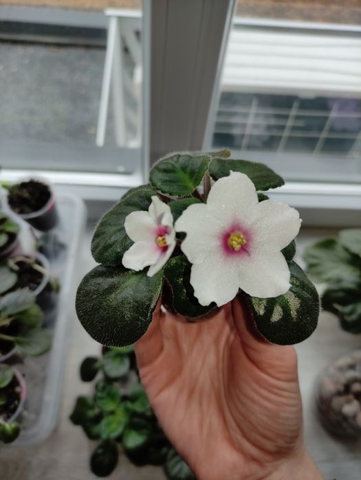 Вазони, фіалки, заміакулькас