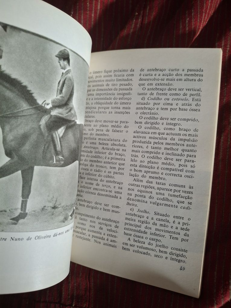 O exterior do Cavalo hipismo equitação