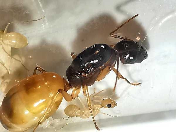 Муравьи Camponotus turkestanus (fedtschenkoi) с рабочими формикарий