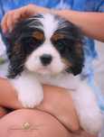 Cavalier King Charles Spaniel ZKwP FCI