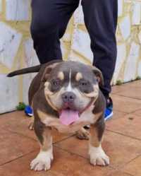 American Bully Femea