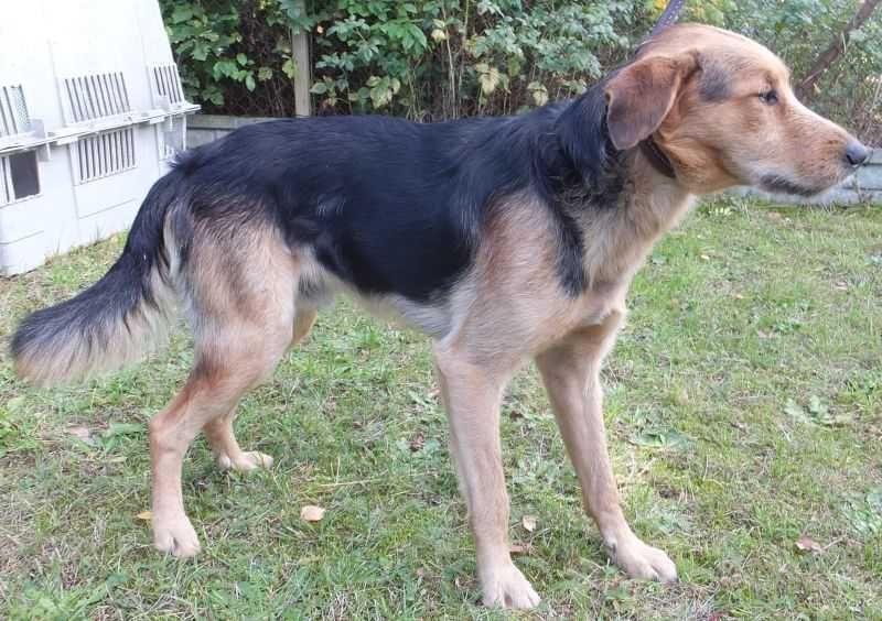 WARS pies średni ,czarny podpalany do adopcji