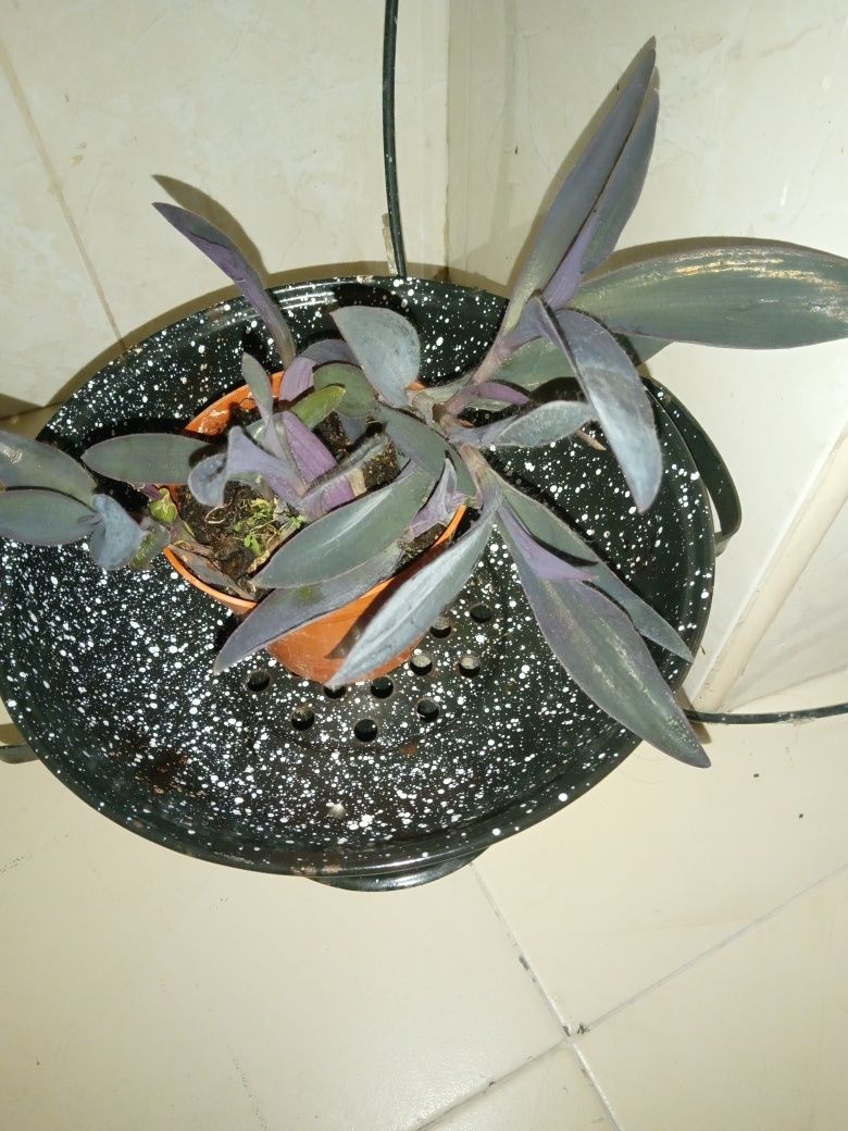 Trapoeraba roxa – Tradescantia pallida purpurea