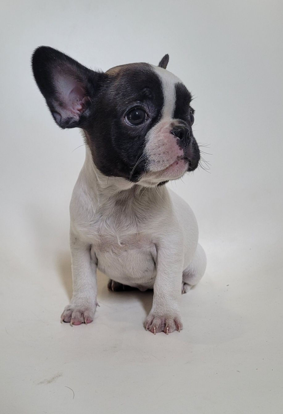 Bulldog femea 2 meses
