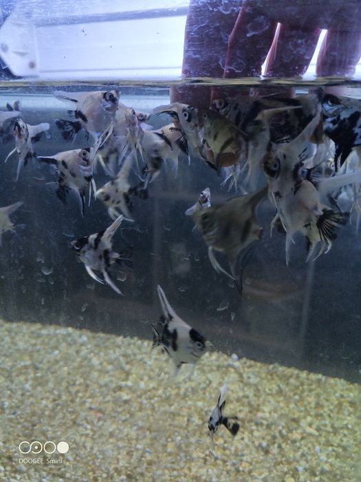 Escalar juvenis (criação própria)