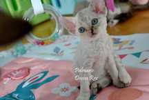 Devon Rex - niebieskooka dziewczynka