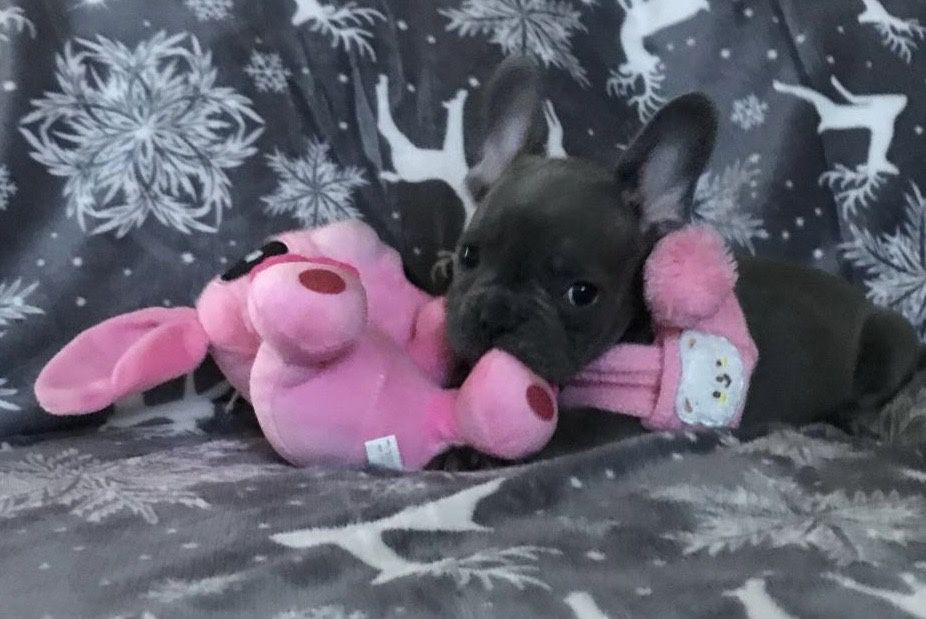 Buldog francuski niebieski prześliczna  suczka