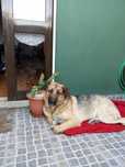 Cão 1 ano pastor alemão x serra da estrela
