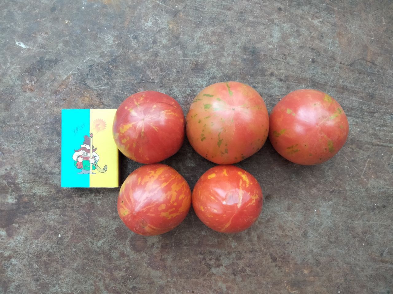 Розсада різних помідорів