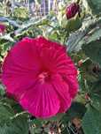 Hibiskus Bagienny, duża sadzonka !