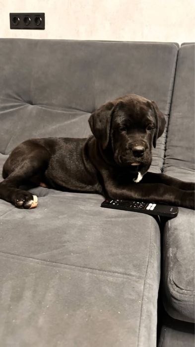 Кане-Корсо  щенки цуценята