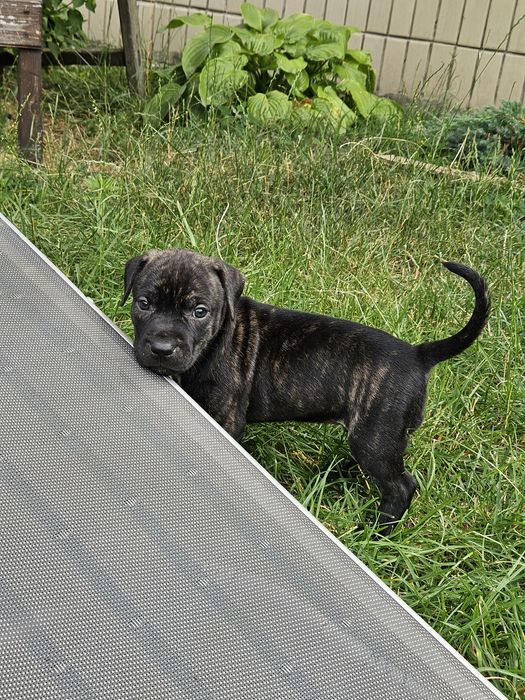 Щенки американского питбультерьера.