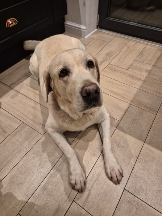 Labrador retriever za darmo