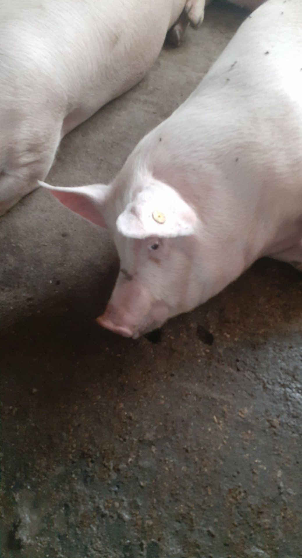 Продам свині жива вага м'ясні