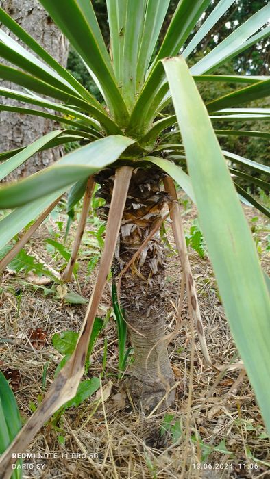 Sprzedam jukka glorioza - mrozoodporna