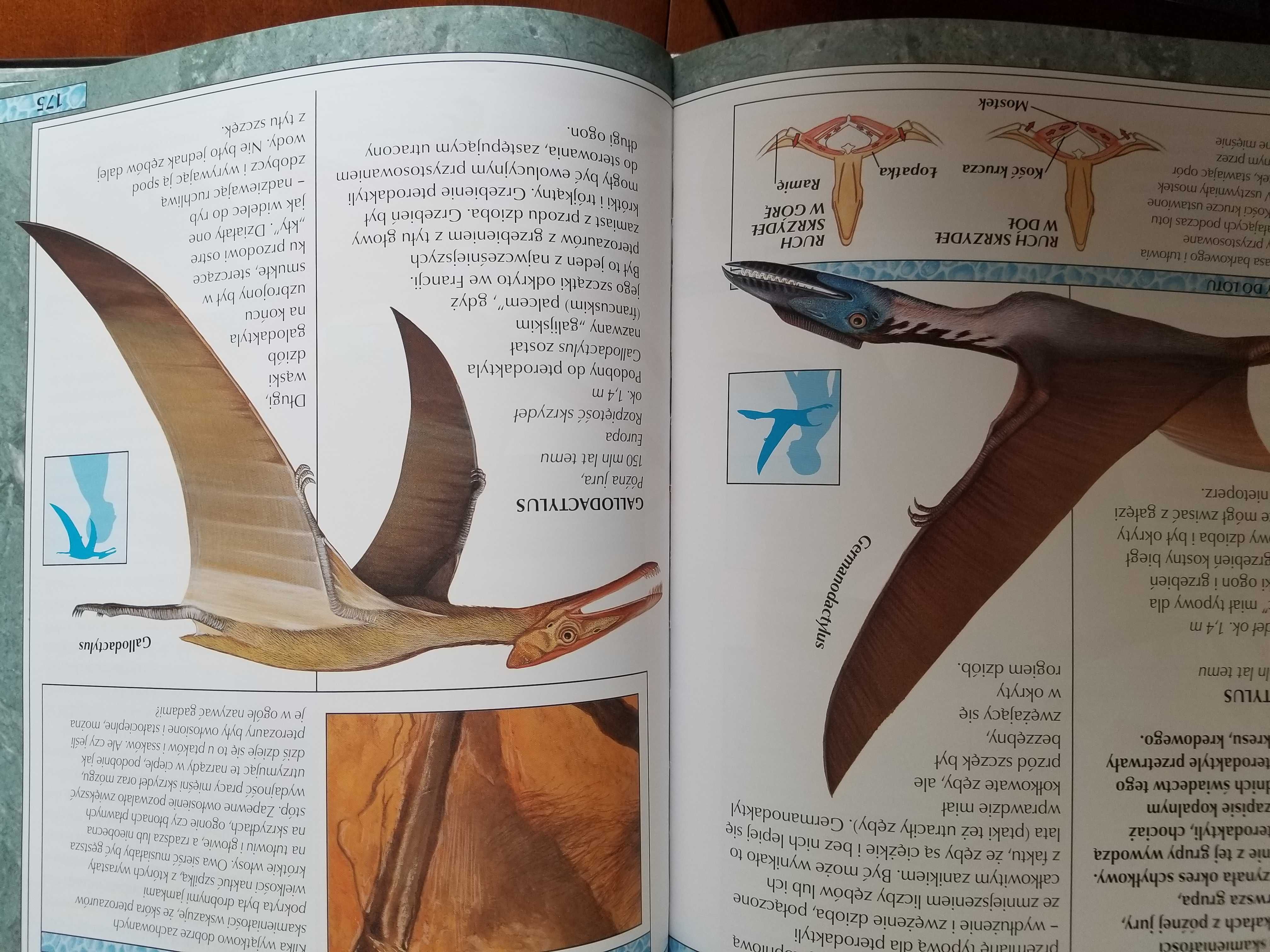 "Encyklopedia Dinozaurów" - John Malam, Steve Parker