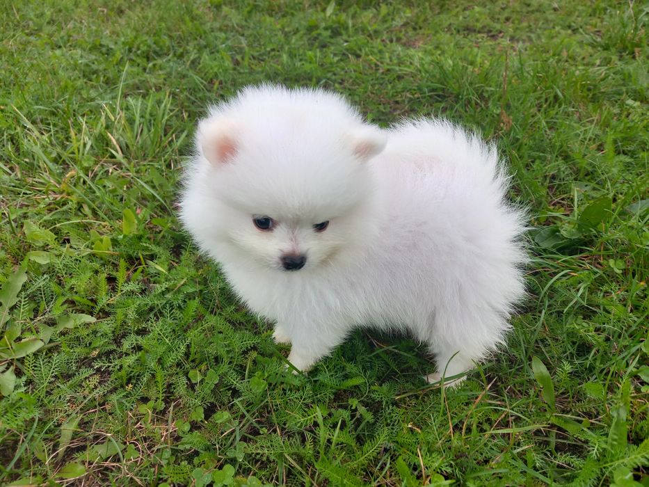 Szpic miniaturowy pomeranian