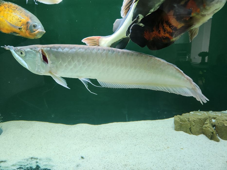 Арована, Астронотус, Червонохвостий сом