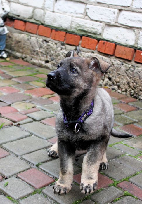 Цуценята східноєвропейської вівчарки СЄВ/ВЕО