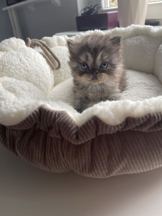 Kot perski pers perskiego persa RODOWÓD samiec