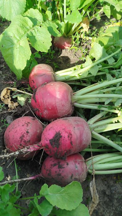 Редька червона та чорна лікувальна, дайкон білий,червоний