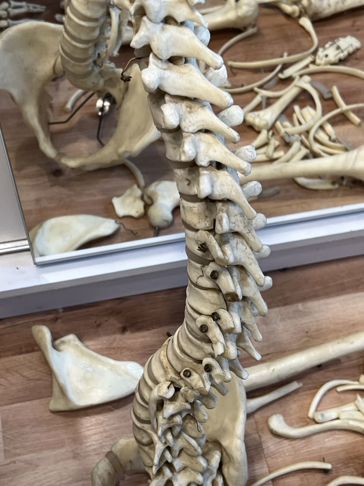 Okazja! Szkielet biologiczny anatomiczny sztuczne kości