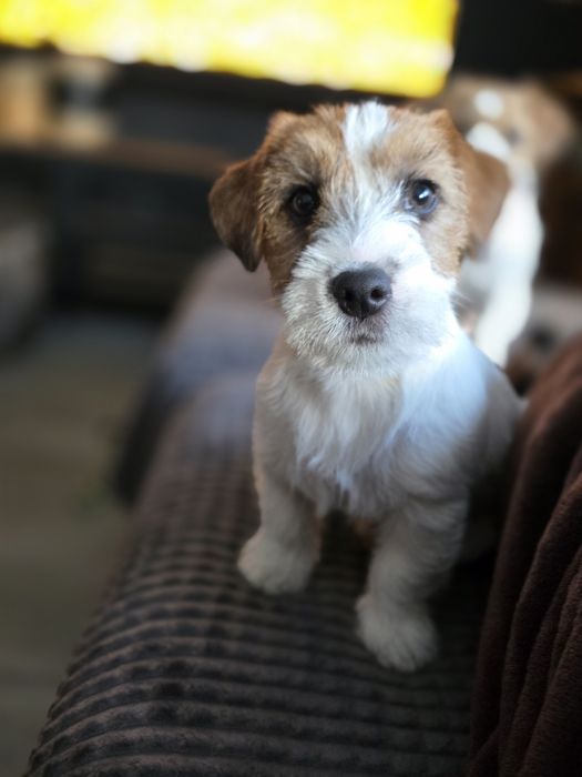 Jack Russell Terrier szorstkowłosy FCI ZKwP