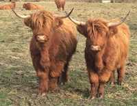 Bydło szkockie, krowy w różnym wieku i kolorach.