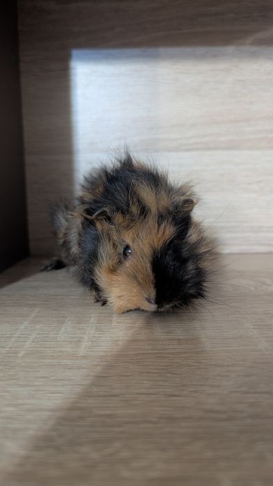 Морська свинка (мурчак)